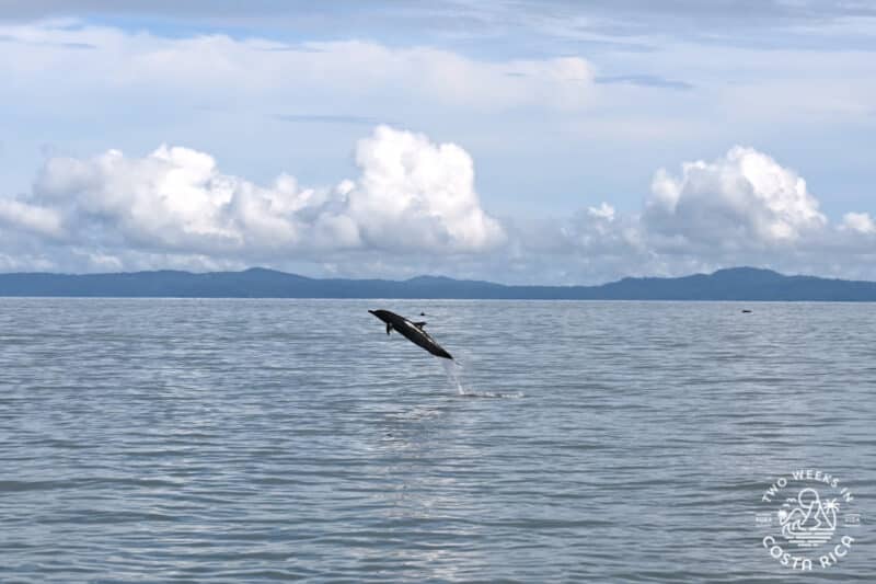 a dolphin jumping out of the water with land in the background