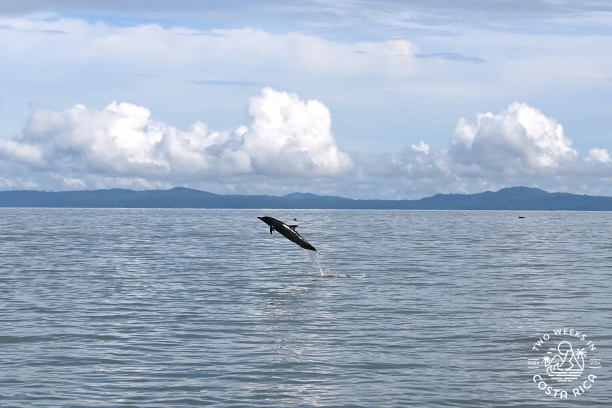a dolphin jumping out of the water with land in the background