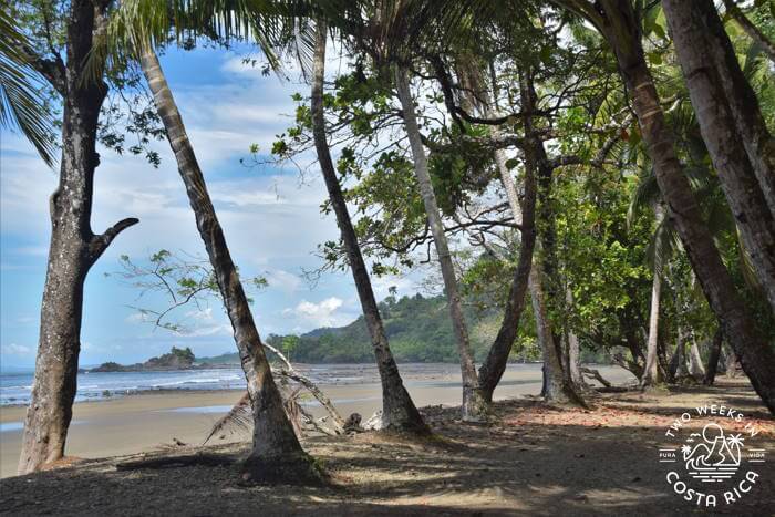 Palm trees Playa Dominicalito