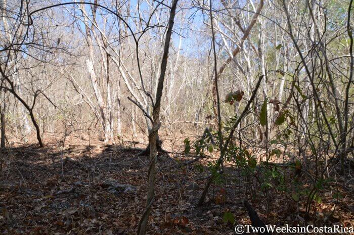 Dry contrasting with lush green forest at Lomas Barbudal Biological Reserve