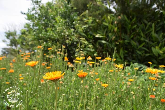Flowers El Arca Botanical Garden