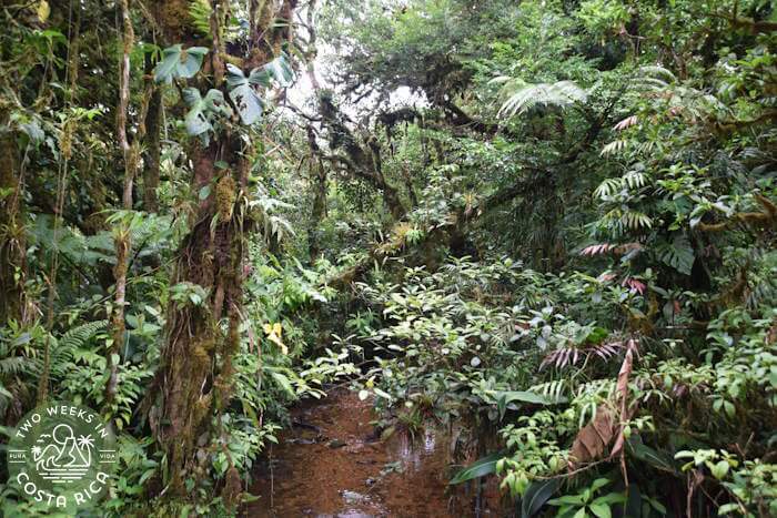 El Jilguero Ecotourism Project