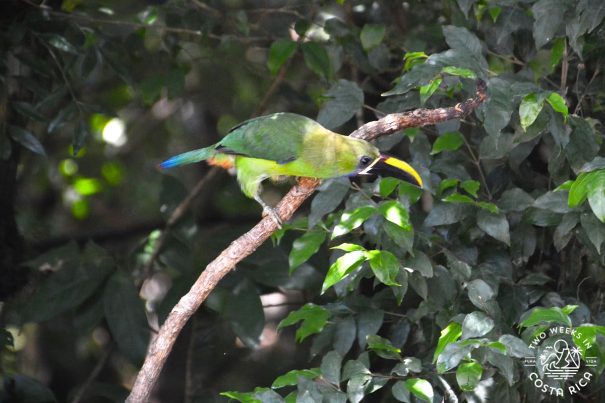 a green emerald toucanet bird in monteverde costa rica
