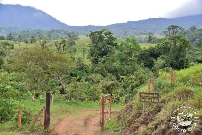 Rainforest Near Blue Falls