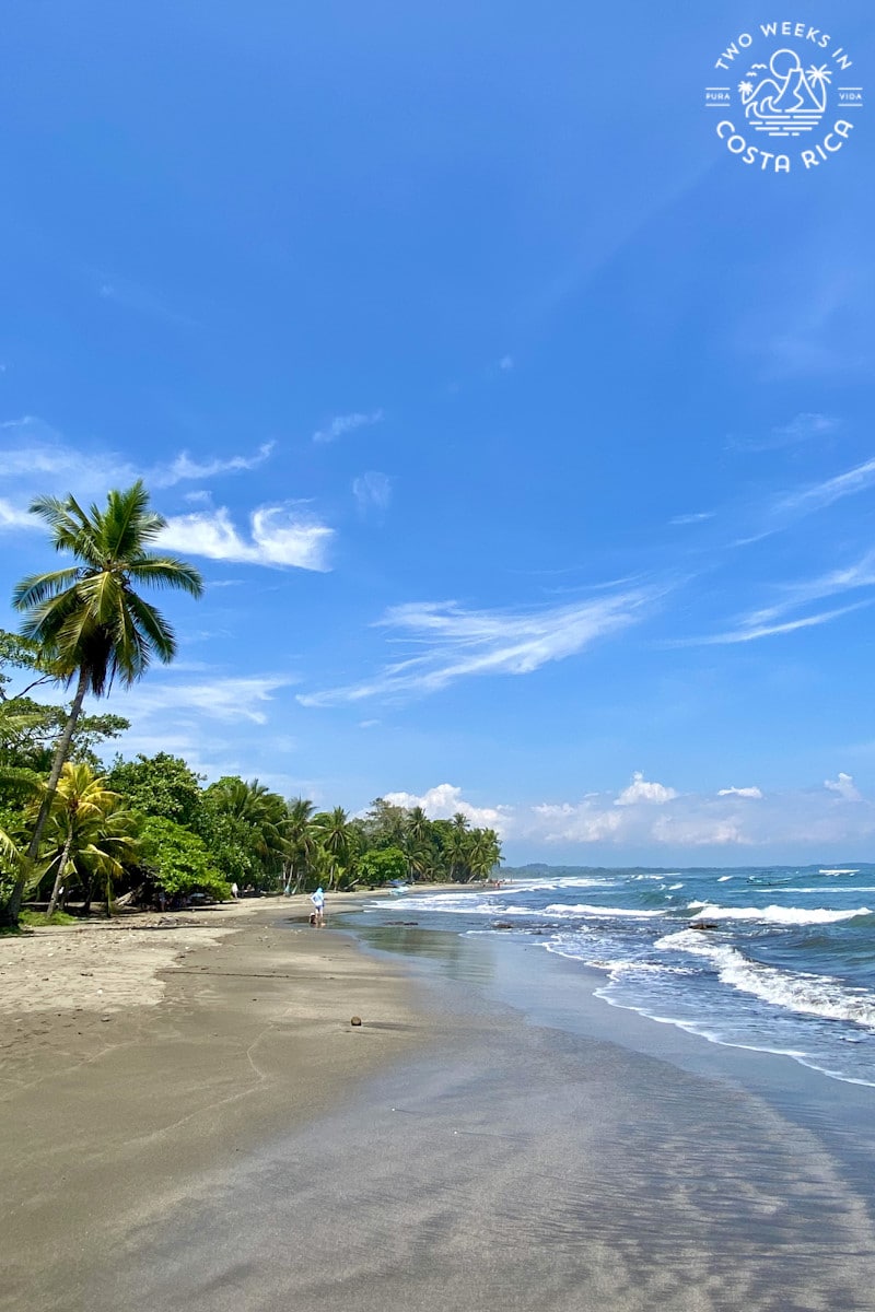 esterillos beach with a palm tree and blue sky