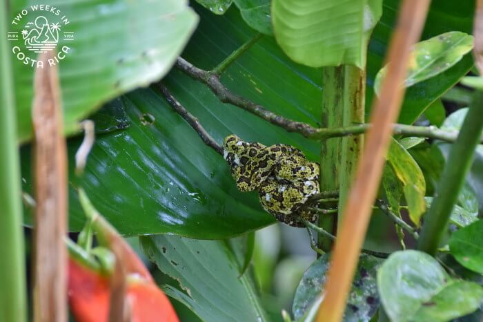 Snake Tapid Valley Bijagua
