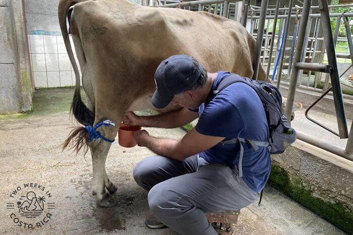 Milking a cow