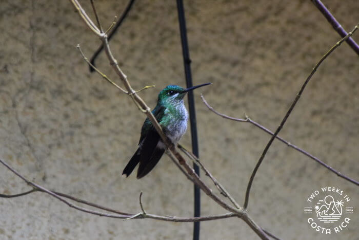Green-crowned Brilliant hummingbird perched on a stick