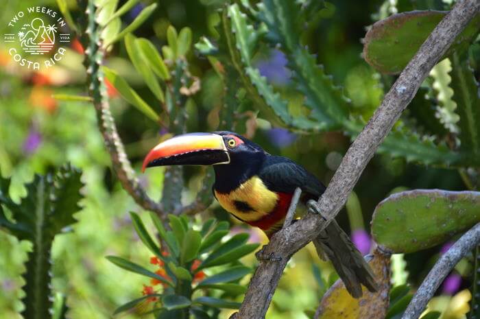 Aracari in Southern Pacific Costa Rica