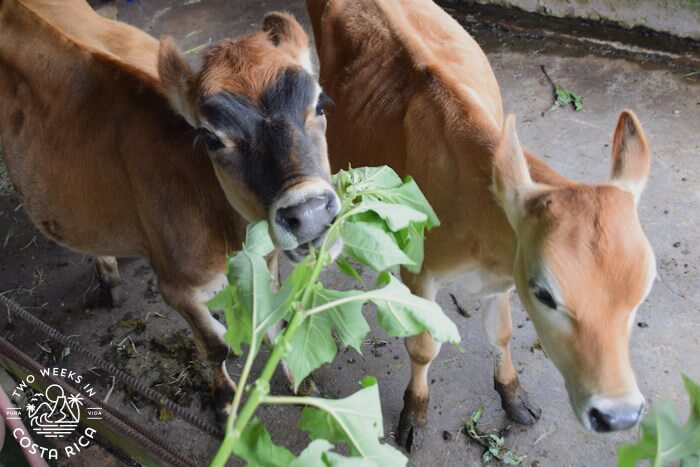 Finca Paraiso Farm Tour