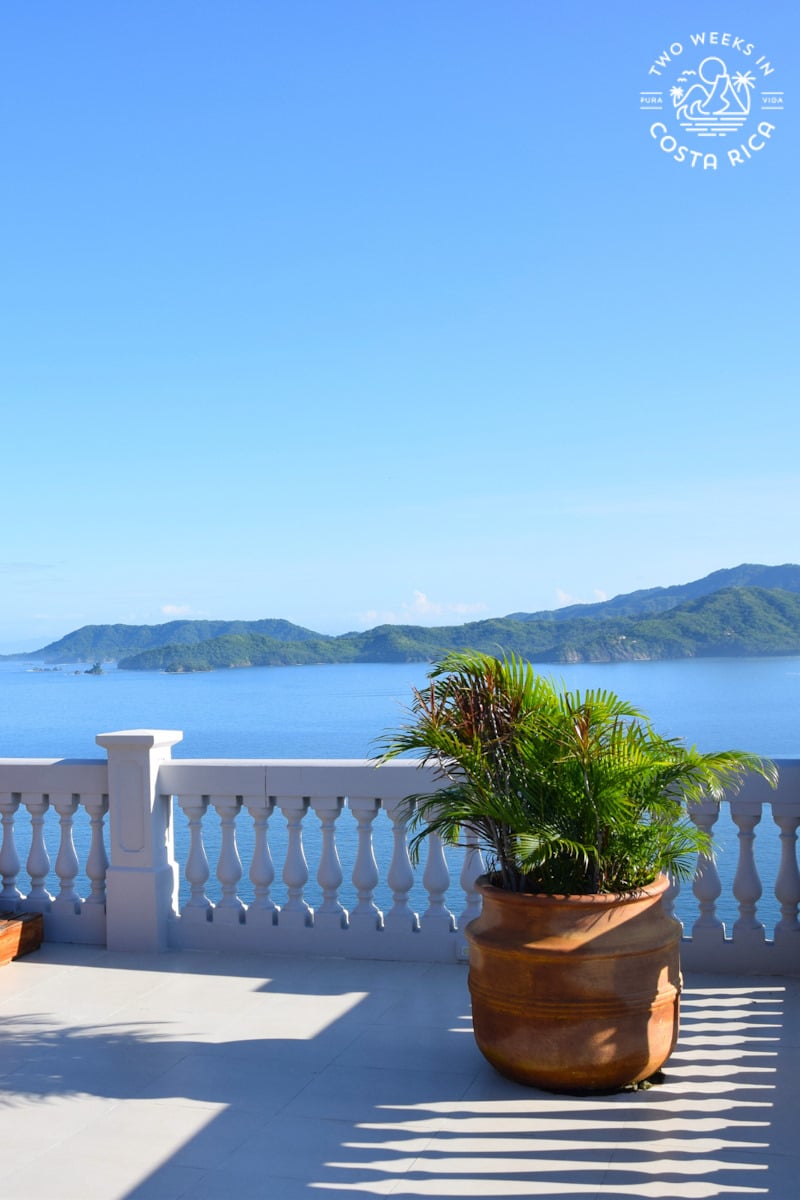 potted plant on a white balcony overlooking the ocean