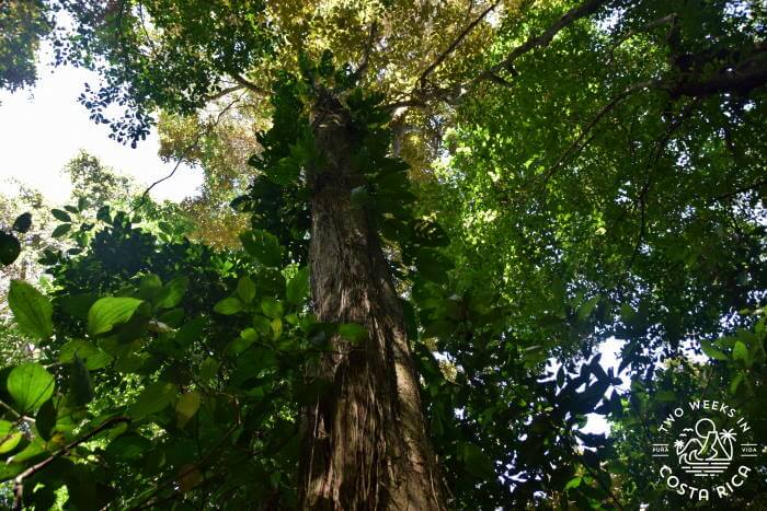 Huge trees at Cabo Blanco