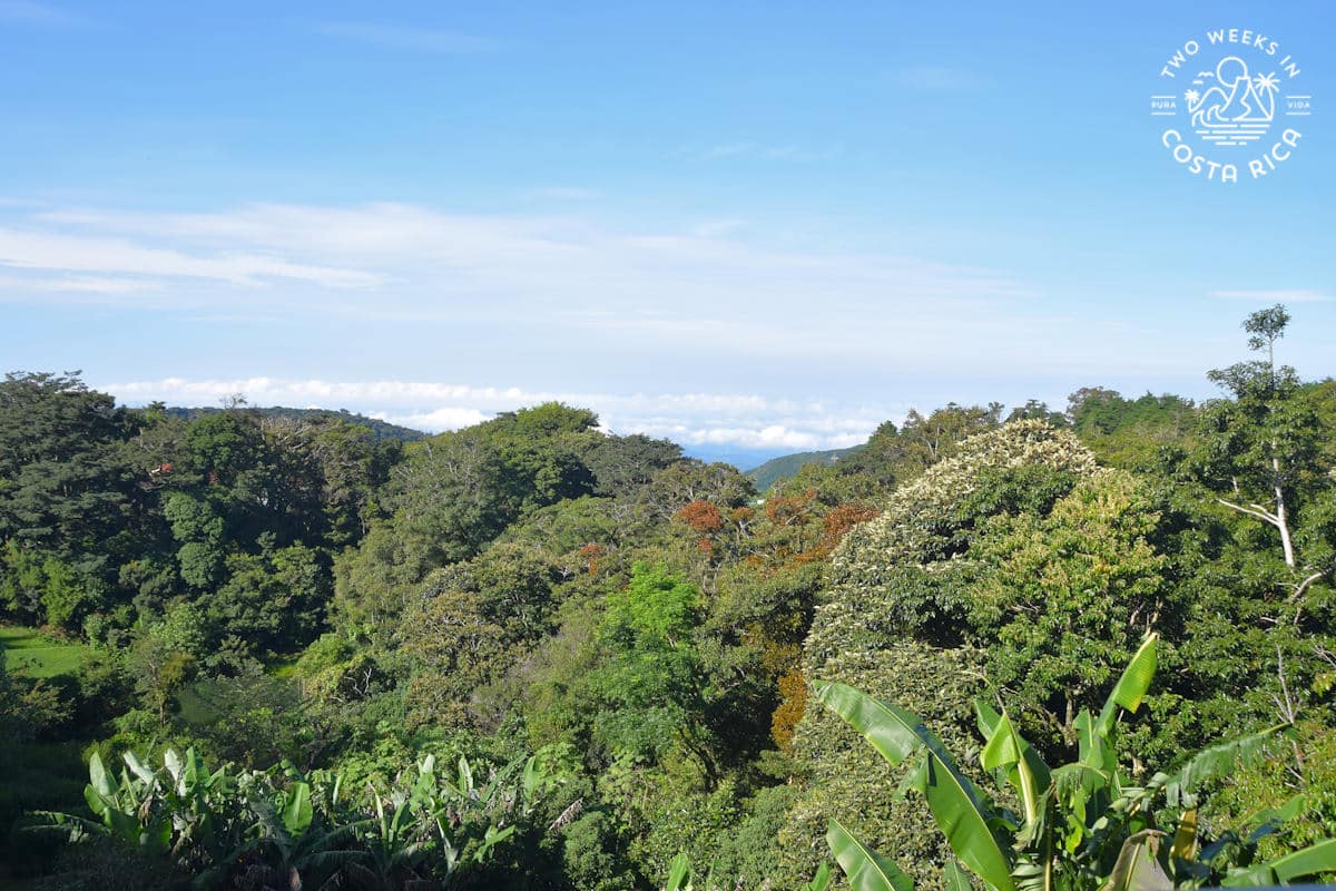 cloud forest views at hotel belmar