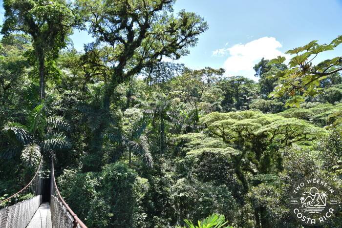 Thick Rainforest views from the suspension bridges