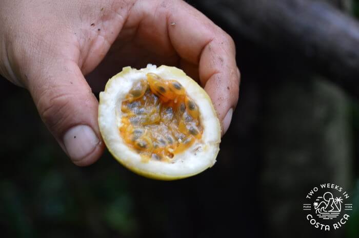 Exotic Fruits Costa Rica