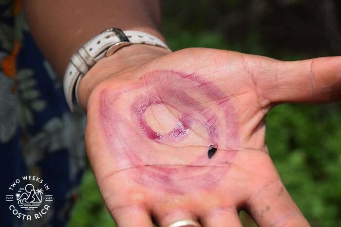 garden huckleberry food colorant