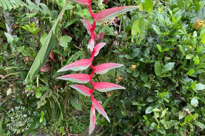 Pink Heliconia flower