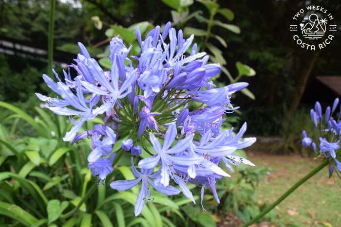 Flowers Monte de la Cruz