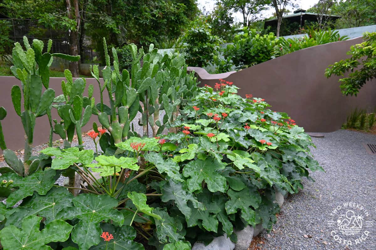 flowers and cacti along the path at reptilandia