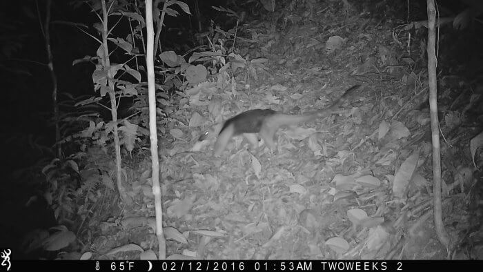 Using Trail Cameras in Costa Rica: Giant Anteater | Two Weeks in Costa Rica