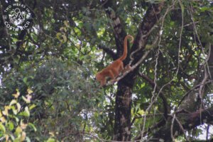 Rare golden monkey Cano Negro boat tour