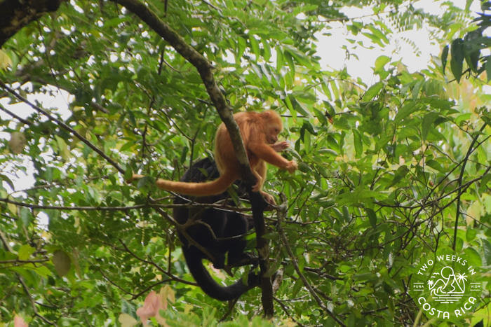 An orange colored howler monkey on a large branch next to a dark brown monkey of the same species