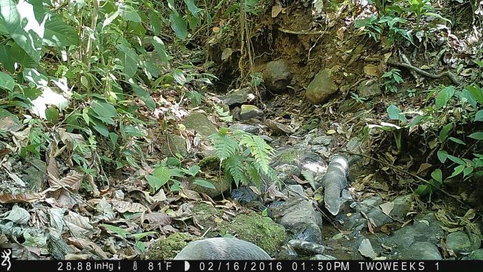Using Trail Cameras in Costa Rica: Greater Grison | Two Weeks in Costa Rica