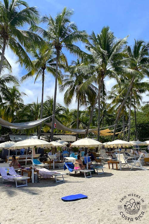 loungers and umbrellas under palm trees on on white sand beach