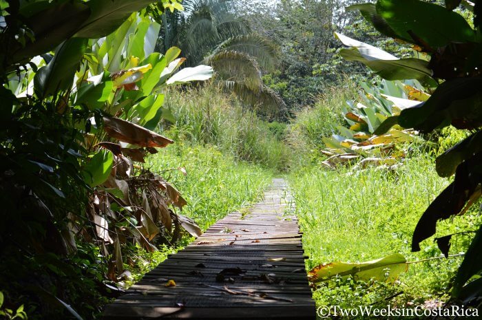 Boardwalk trail through the grass and forest at Hacienda Baru Wildlife Refuge