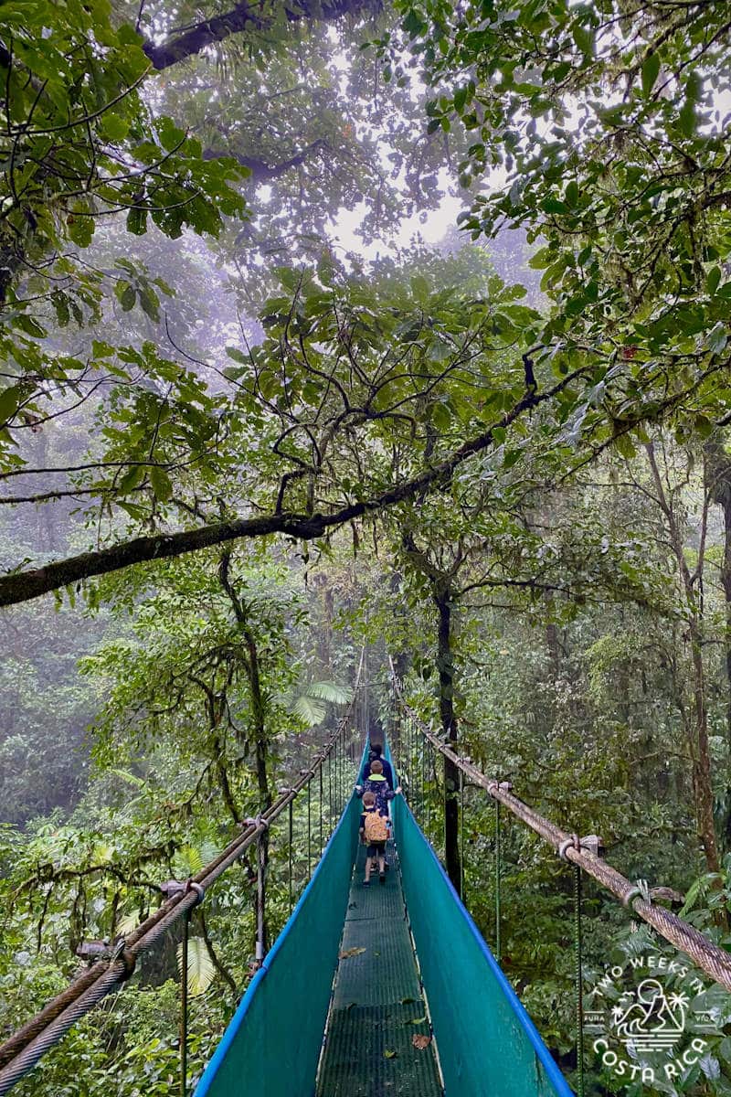 people walking across a hanging bridge through the trees