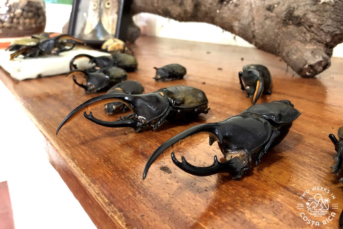 rhinoceros beetles on display at monteverde butterfly gardens