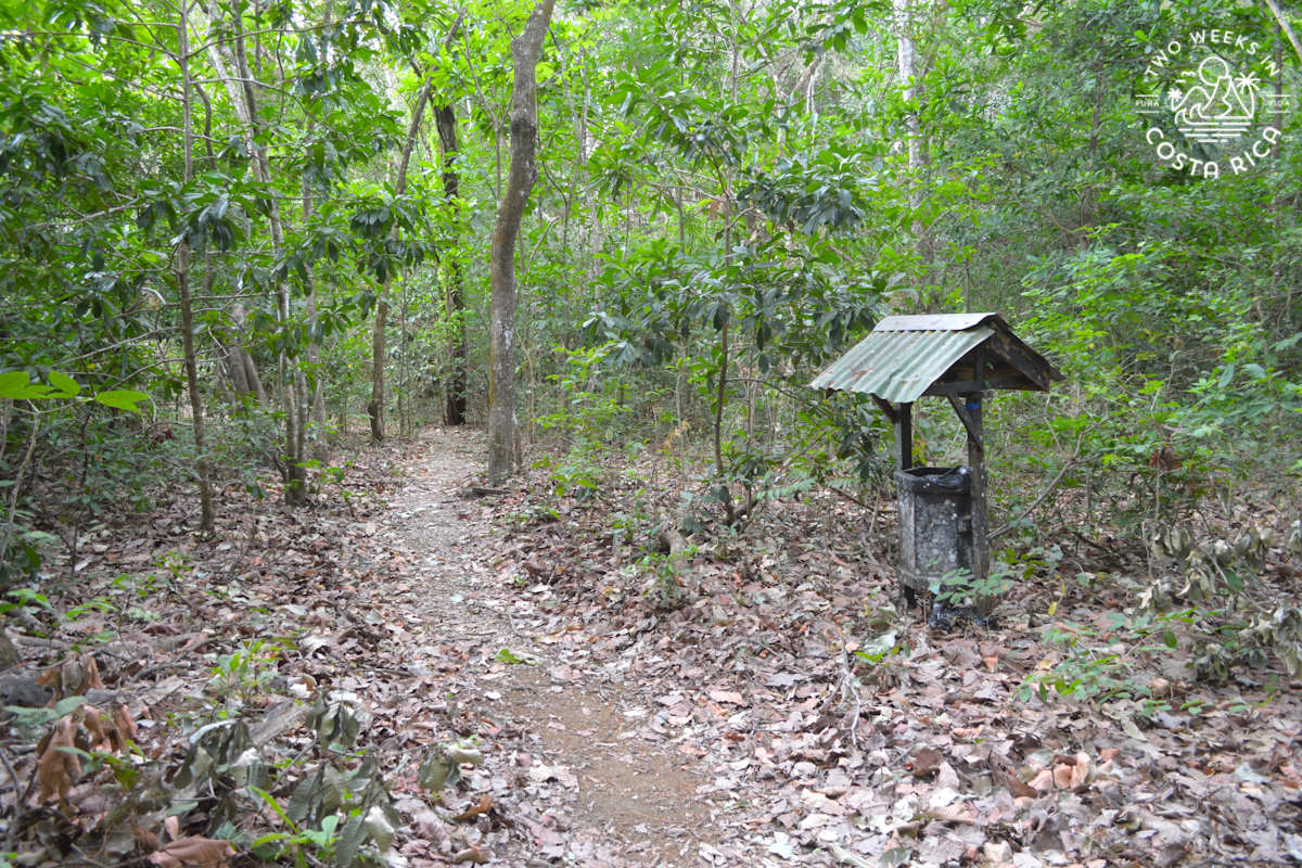 a flat hiking trail through the forest