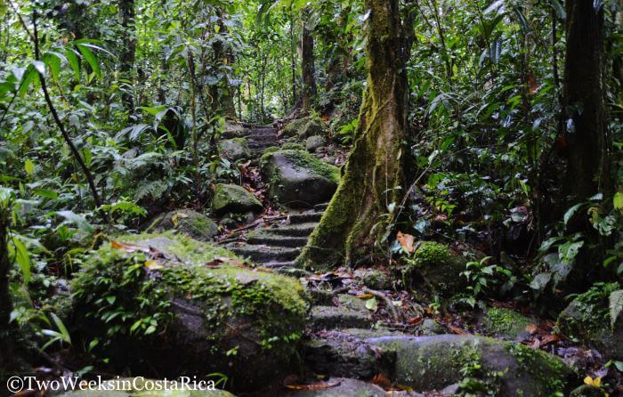 Rustic hiking trails at Braulio Carrillo National Park