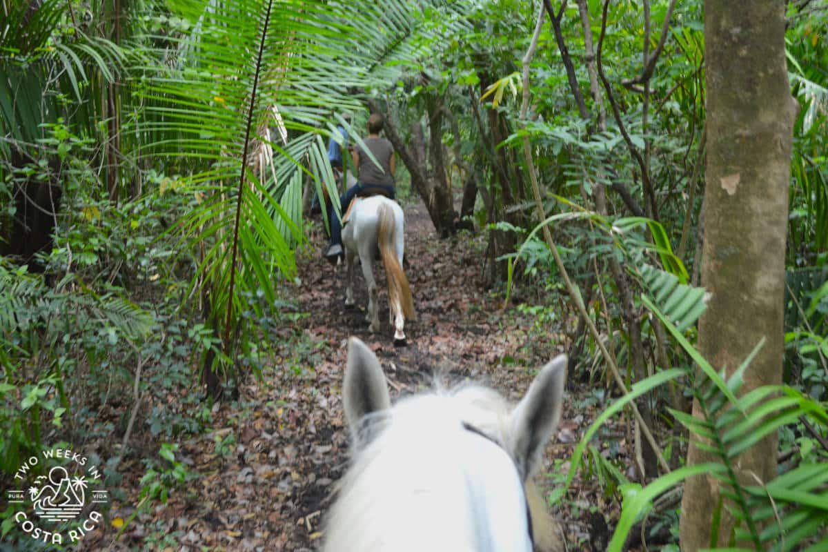 Horseback riding Jungle Nosara Costa Rica