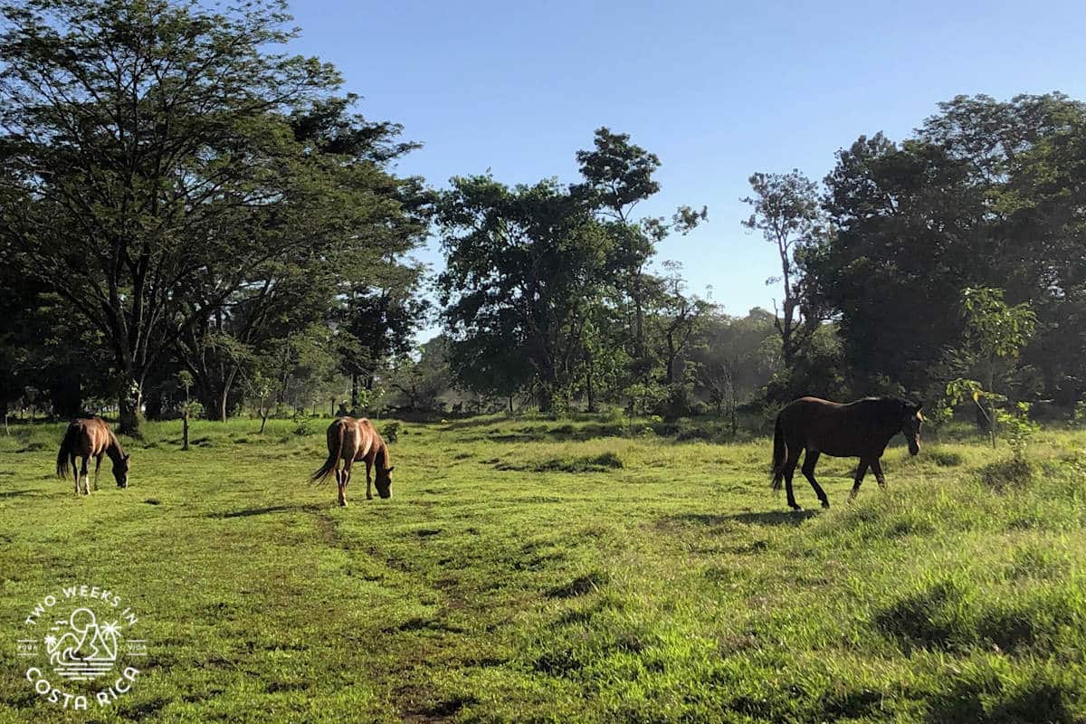 horses in a pasture in costa rica