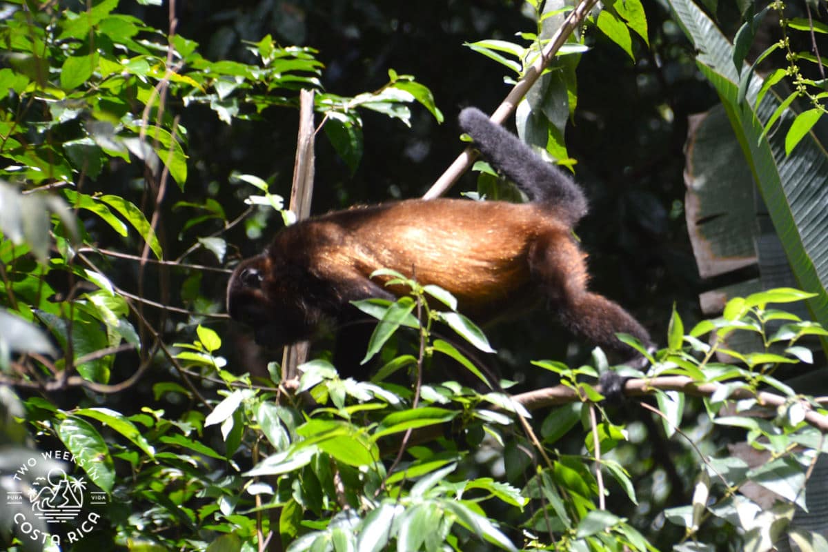 a brown howler monkey in a tree