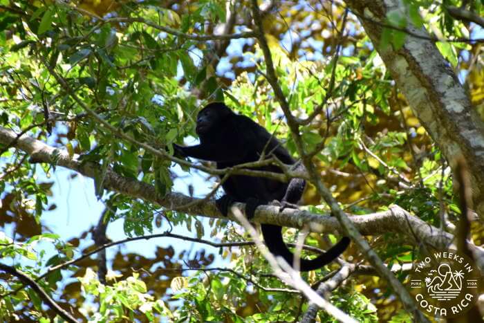 Howler Monkey at Curu