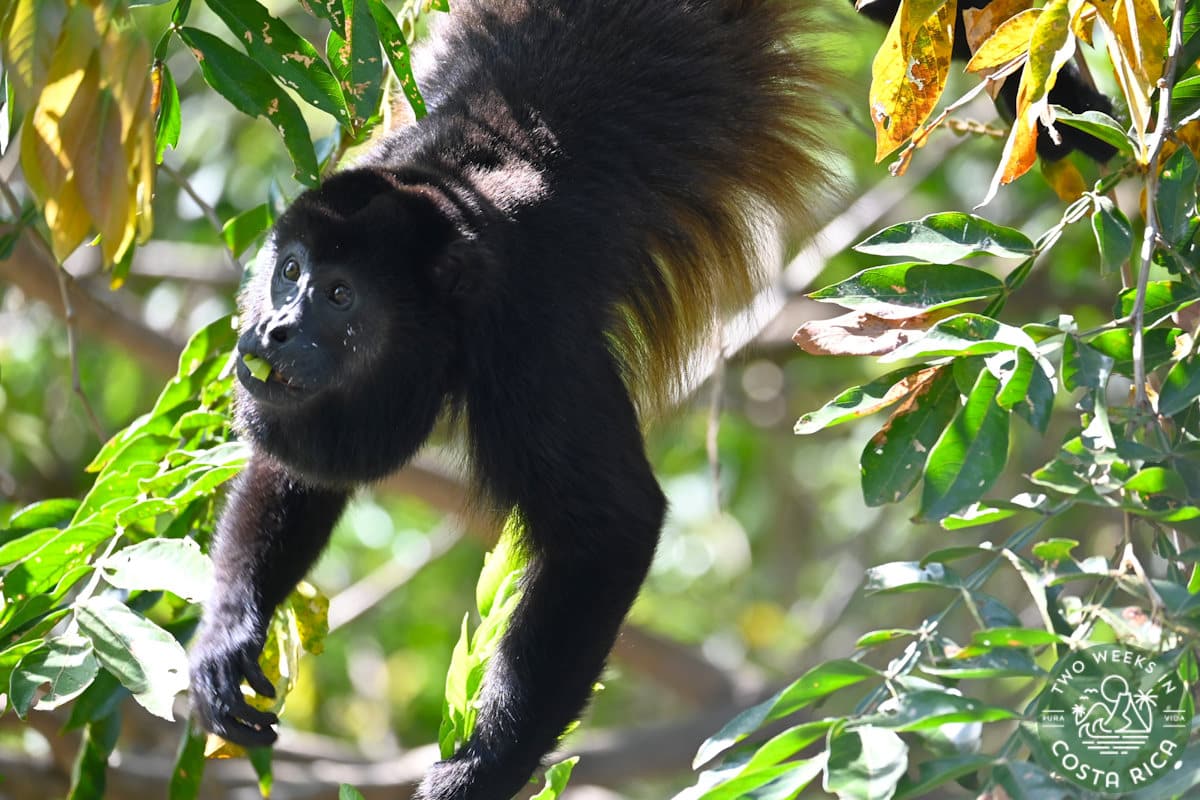 a black monkey hanging upside down in a tree looking for food