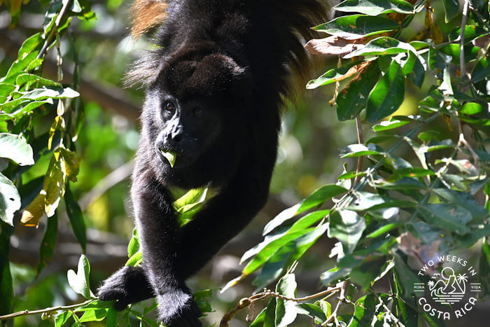 Howler Monkey Guanacaste