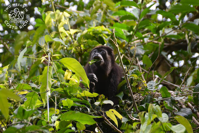 Large black howler monkey sitting and eating leaves in Tortuguero