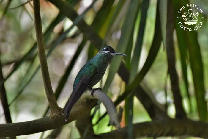 Hummingbird Catarata del Toro