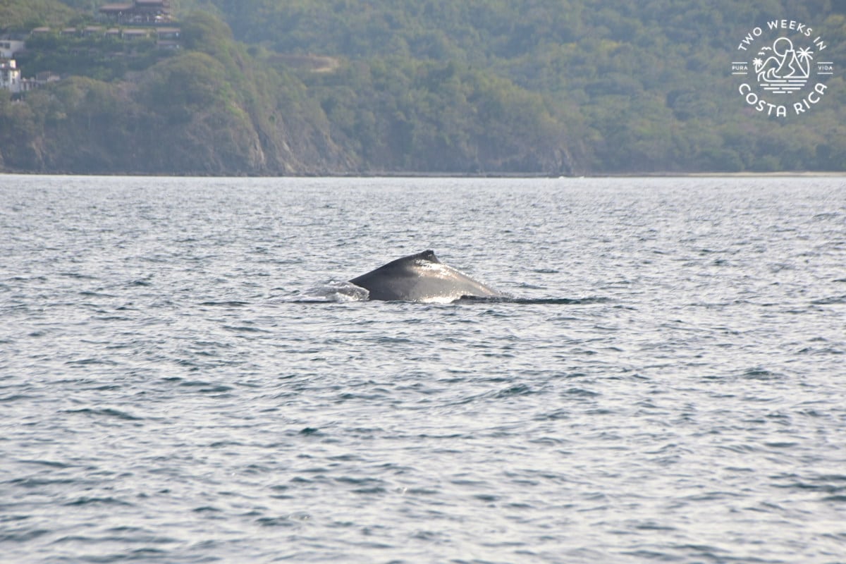 a whale fin coming out of the water