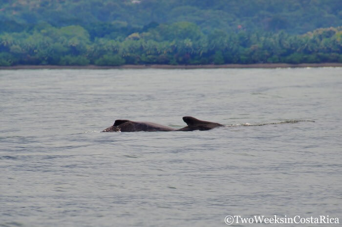 Mother and baby humpback whale surfacing off Costa Rica's Pacific coast