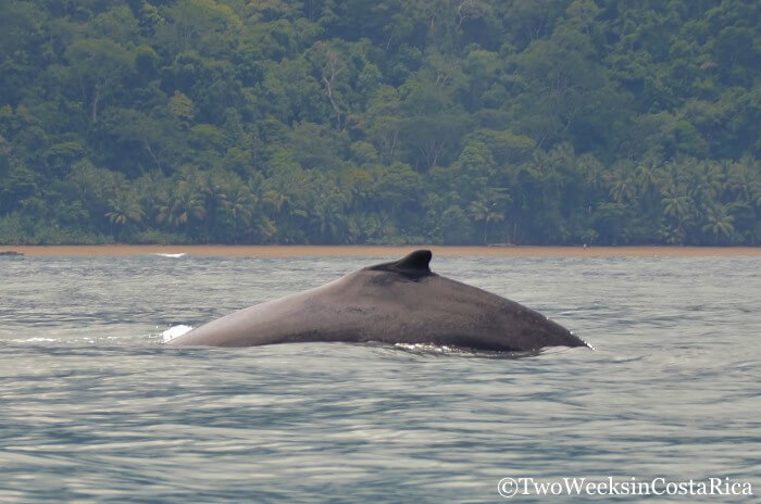 The dorsal fin and back of a humpback whale off the coast of Uvita, Costa Rica