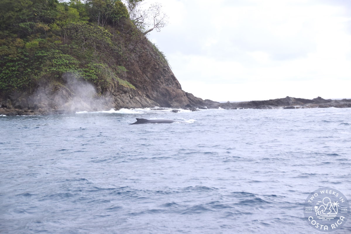 whale breaching in the ocean with land behind it