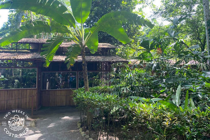 Wood building set in jungle