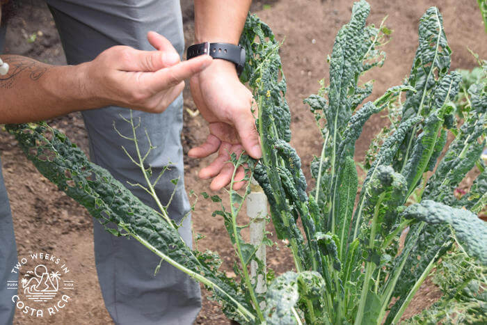 Cafe Monteverde Farm