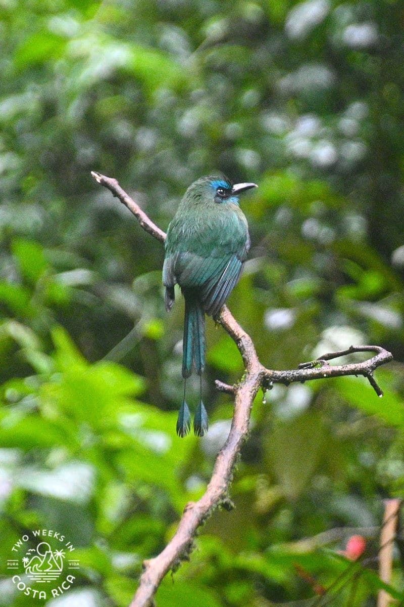 green and turquoise bird with two rounded tail feathers sitting on a branch