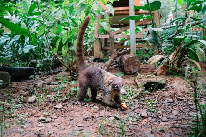 Coati animal at Kids Saving the Rainforest in Quepos