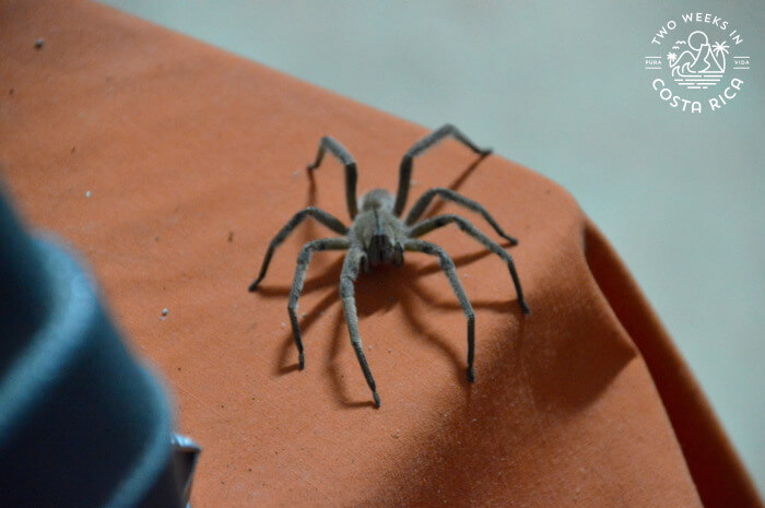 Wolf Spider Costa Rica